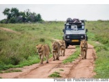 The image shows a group of four lions walking on a dirt road in a savanna. The road is surrounded by tall grass and shrubs, a...