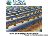 Mulch Film: A Smart Agricultural Solution For Soil Protection