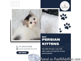 Buy Persian Kittens in Bangalore | Best Persian Cat in Bangalore