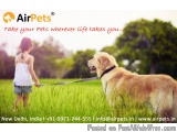 Moving Pets Overseas from Mumbai with Care
