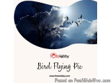 Bird Flying Pic