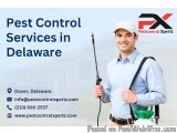 Affordable Pest Control Services in Delaware â€“ Fast & Reliable