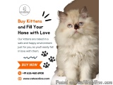Buy Kittens in Bangalore | Cat in Bangalore