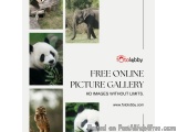 Free Online Picture Gallery