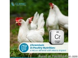 Magnesium In Chicken: Essential Mineral For Better Growth And Hea...