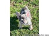 The image is of a small French Bulldog puppy standing on a grassy lawn. The puppy is facing the camera and appears to be look...