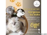 Ragdoll Cat In Bangalore | Ragdoll Cat Sale In Bangalore
