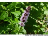 The image is a close-up of a plant with long, thin stems and small, purple flowers. The flowers are clustered together in a c...