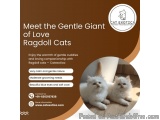 Best Ragdoll Cat In Bangalore