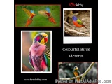 Colourful Birds Pictures