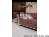 The image shows a husky dog lying on a brown couch in a living room. The dog is white and grey in color with black and white...