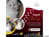 Ragdoll Cat for Sale in Bangalore | Best Ragdoll Cat in Bangalore