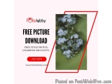Free Picture Download