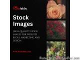 Stock Images