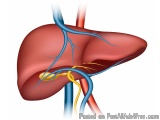The image is a 3D illustration of a human liver, specifically the liver and its vessels. The liver is shown in a red color, w...