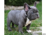 The image is of a small French Bulldog puppy standing on a grassy lawn. The puppy is standing upright with its front legs sli...