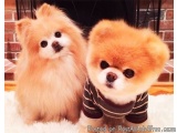 The image shows two small dogs, possibly Pomeranian, sitting side by side on a white furry rug. The dog on the left is a ligh...