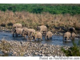 Dhela Zone Jeep Safari Guide & Booking In Jim Corbett Forest
