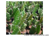 White Dragon Plant