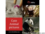 Cute Animal pictures