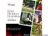 Free Pictures Download