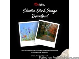 Shutter Stock Image Download