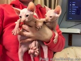 The image shows a person holding two small kittens in their arms. The person is wearing a red hoodie and is standing in front...