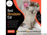 Best Himalayan Cat in Bangalore | Himalayan Kittens in Bangalore