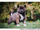 The image is of a small puppy standing on a grassy field. The puppy appears to be a Chihuahua or a similar breed. It has a da...