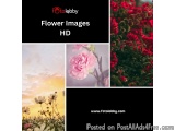 Flower Images HD
