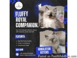 Buy Himalayan Kittens in Bangalore | Himalayan Cat in Bangalore