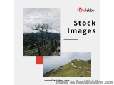 Stock Images