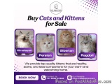 Buy Cats and Kittens for Sale in Bangalore