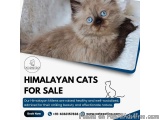 Himalayan Cat for Sale in Bangalore | Best Himalayan Cat in Bangalore