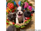 The image shows three small French Bulldog puppies in a basket. The basket is made of woven straw and is filled with colorful...