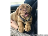 French Mastiff Puppies Import Line Heavy Bone..