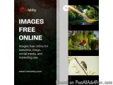Images Free Online