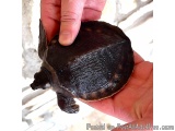 The image shows a person's hand holding a small turtle shell. The shell is dark brown in color and appears to be made of a sm...