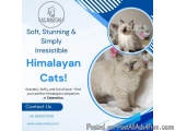 Himalayan Cat In Bangalore – Catexotica