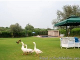 The image shows a group of four white geese walking on a lush green lawn. The lawn is well-maintained and there are trees and...