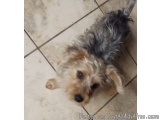 Gorgeous Small Merle color Purebred Yorkie Terrier