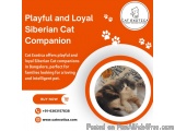 Siberian Kitten in Bangalore