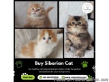 Buy Siberian Cat in Bangalore | Siberian Kitten in Bangalore