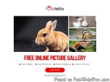 Free Online Picture Gallery