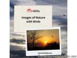 Images of Nature with Birds