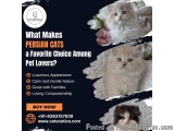 Persian Cats for Sale in Bangalore | Cat in Bangalore