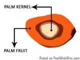 The image is a diagram of a palm kernel and a palm fruit. The palm kernel is a type of kernel that is used to store and trans...