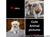 Cute Animal pictures