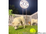 The image shows a white dog standing on a grassy lawn in front of a white picket fence. The dog is sniffing the ground and ap...