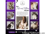 Buy Cats and Kittens for Sale in Bangalore